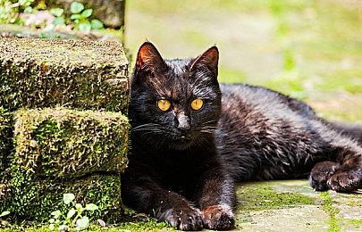 《双截龙再临》 IGN5分：不是复活而是行尸走肉！